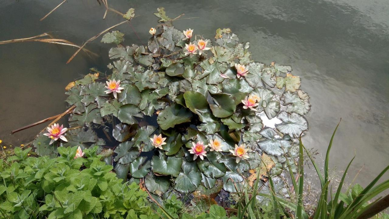 Chambre Coin Nature Fromelles Kültér fotó